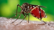 2006
Prof. Frank Hadley Collins, Dir., Cntr. for Global Health and Infectious Diseases, Univ. of Notre Dame
This 2006 photograph depicted a female <i>Aedes aegypti</i> mosquito while she was in the process of acquiring a blood meal from her human host, who in this instance, was actually the biomedical photographer, James Gathany, here at the Centers for Disease Control. Youll note the feeding apparatus consisting of a sharp, orange-colored fascicle, which while not feeding, is covered in a soft, pliant sheath called the "labellum, which retracts as the sharp stylets contained within pierce the host's skin surface, as the insect obtains its blood meal. The orange color of the fascicle is due to the red color of the blood as it migrates up the thin, sharp translucent tube.
The first reported epidemics of Dengue (DF) and dengue hemorrhagic fever (DHF) occurred in 1779-1780 in Asia, Africa, and North America. The near simultaneous occurrence of outbreaks on three continents indicates that these viruses and their mosquito vector have had a worldwide distribution in the tropics for more than 200 years. During most of this time, DF was considered a mild, nonfatal disease of visitors to the tropics. Generally, there were long intervals (10-40 years) between major epidemics, mainly because the introduction of a new serotype in a susceptible population occurred only if viruses and their mosquito vector, primarily the <i>Aedes aegypti</i> mosquito, could survive the slow transport between population centers by sailing vessels. 2006
Prof. Frank Hadley Collins, Dir., Cntr. for Global Health and Infectious Diseases, Univ. of Notre Dame
This 2006 photograph depicted a female <i>Aedes aegypti</i> mosquito while she was in the process of acquiring a blood meal from her human host, who in this instance, was actually the biomedical photographer, James Gathany, here at the Centers for Disease Control. Youll note the feeding apparatus consisting of a sharp, orange-colored fascicle, which while not feeding, is covered in a soft, pliant sheath called the "labellum, which retracts as the sharp stylets contained within pierce the host's skin surface, as the insect obtains its blood meal. The orange color of the fascicle is due to the red color of the blood as it migrates up the thin, sharp translucent tube.
The first reported epidemics of Dengue (DF) and dengue hemorrhagic fever (DHF) occurred in 1779-1780 in Asia, Africa, and North America. The near simultaneous occurrence of outbreaks on three continents indicates that these viruses and their mosquito vector have had a worldwide distribution in the tropics for more than 200 years. During most of this time, DF was considered a mild, nonfatal disease of visitors to the tropics. Generally, there were long intervals (10-40 years) between major epidemics, mainly because the introduction of a new serotype in a susceptible population occurred only if viruses and their mosquito vector, primarily the <i>Aedes aegypti</i> mosquito, could survive the slow transport between population centers by sailing vessels.