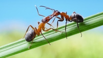 ants formica rufa, greetings with jaws; Shutterstock ID 100174631; Projekt-/Jobnummer: insecticide update; Projekt: ; Abteilung: ; Bestellt durch/Weitere Informationen: 