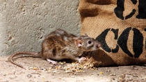 A rat beside a sack of grain is nibbling. A rat beside a sack of grain is nibbling.