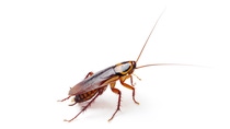 Cockroach; Shutterstock ID 106172471; Projekt-/Jobnummer: - Cockroach; Shutterstock ID 106172471; Projekt-/Jobnummer: -