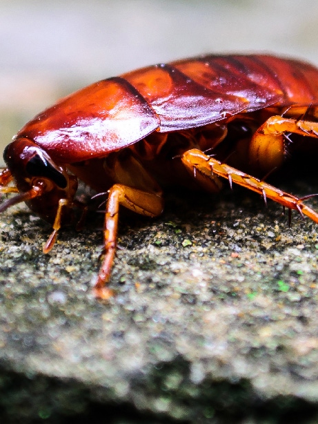 Close up of red cockroach enjoying sun