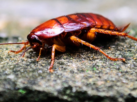 Close up of red cockroach enjoying sun Close up of red cockroach enjoying sun