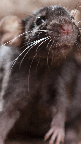 studio portrait of a brown domestic rat studio portrait of a brown domestic rat