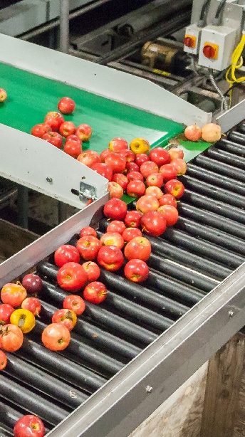 Clean and fresh gala apples on a conveyor belt in a fruit packaging warehouse for presize