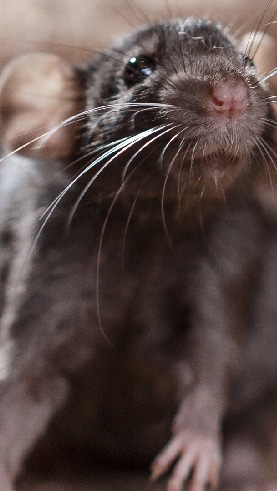 studio portrait of a brown domestic rat