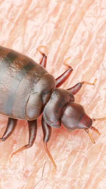 3d rendered medically accurate illustration of a bedbug on human skin