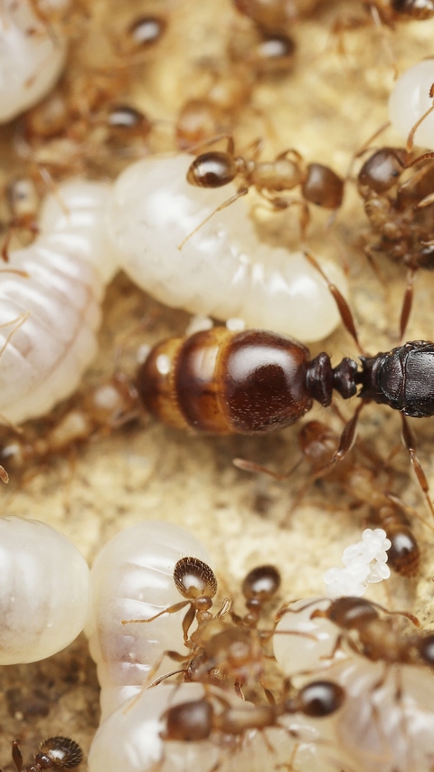 Ant queen inside the ant nest with workers and larvae of new generation of queens ; Shutterstock ID 462790651; Projekt-/Jobnummer: insecticide update; Projekt: ; Abteilung: ; Bestellt durch/Weitere Informationen: 