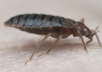 Bed bug sucking blood; Shutterstock ID 729822568; Projekt-/Jobnummer: - Bed bug sucking blood; Shutterstock ID 729822568; Projekt-/Jobnummer: -