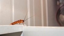 Close up a cockroach on white cupboard in the kitchen; Shutterstock ID 254770015; PO: Biocide Brochure EU / Product Catalogue Close up a cockroach on white cupboard in the kitchen; Shutterstock ID 254770015; PO: Biocide Brochure EU / Product Catalogue