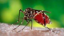 Mosquito while she was in the process of acquiring a blood meal from her human host Mosquito while she was in the process of acquiring a blood meal from her human host