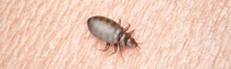 3d rendered medically accurate illustration of a bedbug on human skin 3d rendered medically accurate illustration of a bedbug on human skin